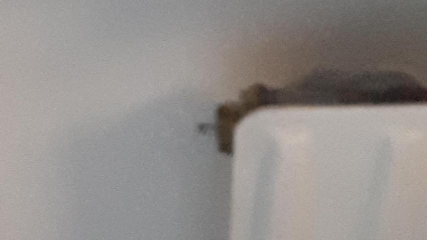 Elementpigg under termostaten